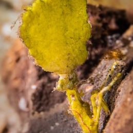 ©-Sylvie-Ayer-Indonesia-Lembeh-arrowhead-crab-Huenia-heraldica