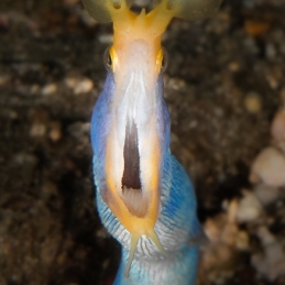©-Sylvie-Ayer-Indonesia-Lembeh-blue-ribbon-eel