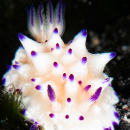 ©-Sylvie-Ayer-Indonesia-Lembeh-bumpy-mexichromis-Mexichromis-multituberculata