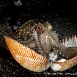 ©-Sylvie-Ayer-Indonesia-Lembeh-coconut-octopus-Amphioctopus-marginatus
