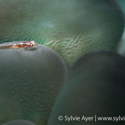 ©-Sylvie-Ayer-Indonesia-Lembeh-common-ghostgoby-Pleurosicya-mossambica