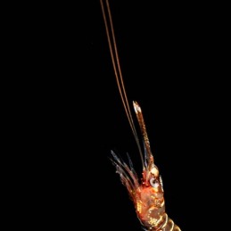 ©-Sylvie-Ayer-Indonesia-Lembeh-humpback-prawn-Metapenaeopsis-lamellata