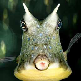 ©-Sylvie-Ayer-Indonesia-Lembeh-longhorn-cowfish-Lactoria-comuta