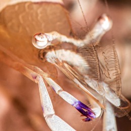 ©-Sylvie-Ayer-Indonesia-Lembeh-magnificent-anemone-shrimp-Ancylomenes-magnificus