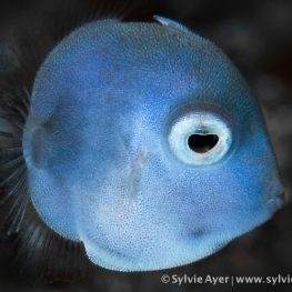 ©-Sylvie-Ayer-Indonesia-Lembeh-puffer-filefish