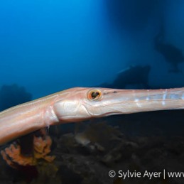 ©-Sylvie-Ayer-Indonesia-Lembeh-trumpetfish-Aulostomus-chinensis