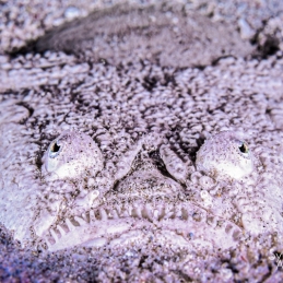 ©-Sylvie-Ayer-indonesie-komodo-stargazer