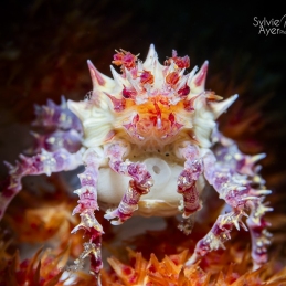 ©-sylvie-ayer-indonesie-lembeh-candy-crab