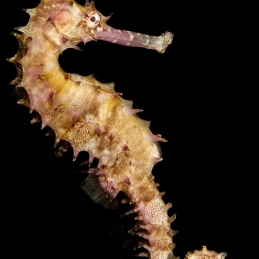 ©-Sylvie-Ayer-Indonesia-Lembeh-thorny-seahorse-Hippocampus-histrix