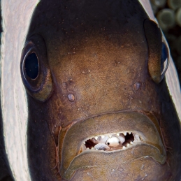 ©-Sylvie-Ayer-Indonesia-Lembeh-clarks-anemonfish-with-a-tongue-biter-cymathoid-isopod-in-mouth