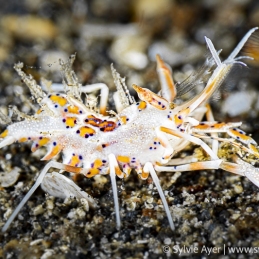 ©-Sylvie-Ayer-Indonesia-Lembeh-Tiger-shrimp-Phyllognatia-ceratophthalmus