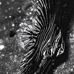 ©-Sylvie-Ayer-Indonesia-Lembeh-Zebra-batfish-Platax-batavianus