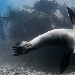 ©-Sylvie-Ayer-Los-Cedros-Island-Mexico-Californian-Seals-3