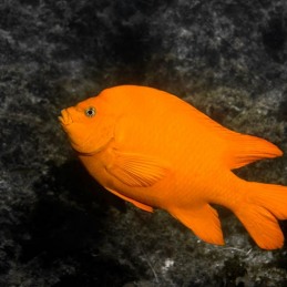 ©-Sylvie-Ayer-Los-Cedros-Island-Mexico-Garibaldi-Damsel-fish