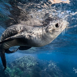 ©-Sylvie-Ayer-mexico-los-cedros-garibaldi-damsel