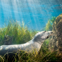 ©-Sylvie-Ayer-mexico-los-cedros-sea-lion
