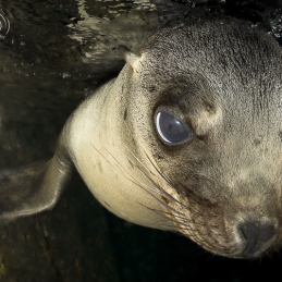 ©-sylvie-ayer-mexique-los-ilsotes-californian-sea-lion