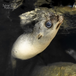 ©-sylvie-ayer-mexique-los-islotes-sea-lion