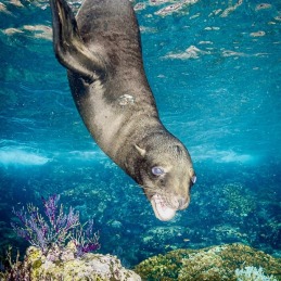 ©-Sylvie-Ayer-Mexique-Cabo-Pulmo-Sea-Lion