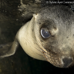 ©-Sylvie-Ayer-Mexique-Cabo-Pulmo-Sea-Lion