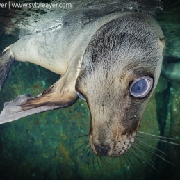 ©-Sylvie-Ayer-Mexique-Cabo-Pulmo-Sea-Lion