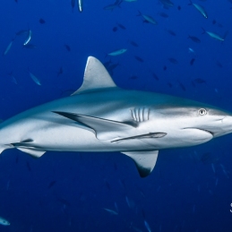 @-Sylvie-Ayer-Maldives-grey-shark