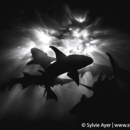 ©-Sylvie-Ayer-Maldives-nurse-sharks