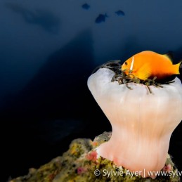 ©-Sylvie-Ayer-Maldives-Blackfoot-anemonefish-Amphiprion-nigripes
