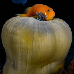 ©-Sylvie-Ayer-Maldives-Blackfoot-anemonefish