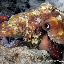 ©-Sylvie-Ayer-Maldives-Common-octopus-octopus-vulgaris