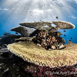 ©-Sylvie-Ayer-Maldives-Corals