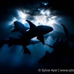 ©-Sylvie-Ayer-Maldives-Nurse-sharks-