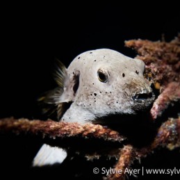 ©-Sylvie-Ayer-Maldives-blackspotted-puffer-Arothron-nigropunctatus