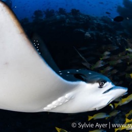 ©-Sylvie-Ayer-Maldives-eagle-ray