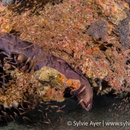 ©-Sylvie-Ayer-Maldives-giant-moray-Gymnothorax-javanicus