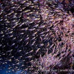 ©-Sylvie-Ayer-Maldives-glass-fishes-