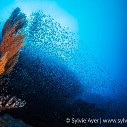 ©-Sylvie-Ayer-Maldives-glass-fishes-ambiance