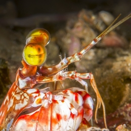 ©-Sylvie-Ayer-Maldives-mantis-shrimp