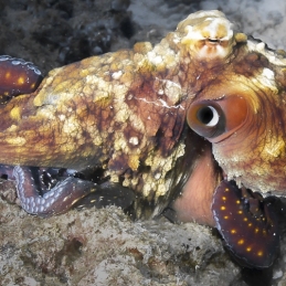 ©-Sylvie-Ayer-Maldives-octopus