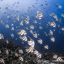 ©-Sylvie-Ayer-Maldives-pennant-fish-Heniochus-diphreutes