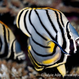 ©-Sylvie-Ayer-Maldives-spot-banded-butterflyfish-Chaetodon-punctatofasciatus
