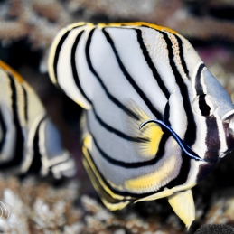 ©-Sylvie-Ayer-Maldives-spot-banded-butterflyfish
