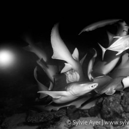 ©-Sylvie-Ayer-Maldives-tawny-nurse-shark-Nebris-ferrugineus-BW
