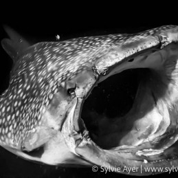 ©_-Sylvie-Ayer-Maldives-whale-shark