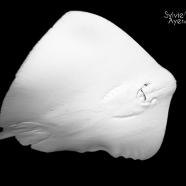 ©-Sylvie-Ayer-Maldives-whipray