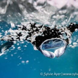 ©-Sylvie-Ayer-Reef-manta-ray-mobula-alfredi-in-the-Maldives