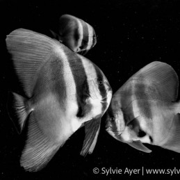 ©-Sylvie-Ayer-maldives-Tall-fin-Batfish-Platax-teira