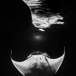 ©-sylvie-ayer-Maldives-manta-ray