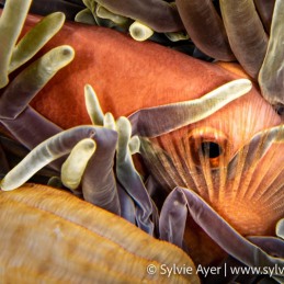 1_-Sylvie-Ayer-Maldives-Blackfoot-anemonefish-Amphiprion-nigripes