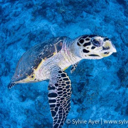 ©-Sylvie-Ayer-Maldives-Hawksbill-turtle-Eretmochelys-imbricata